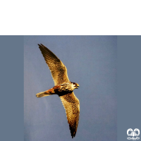 گونه لیل Eurasian Hobby